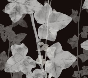 Vinüülseinakate Muraspec Florals & Botanics -LTD00800 Taimed  